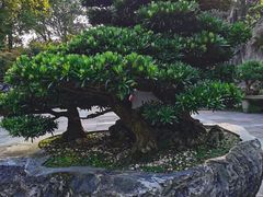 -南山植物园