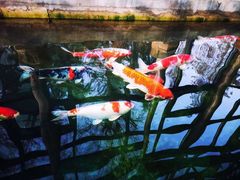 -观唐（国际）度假村温泉