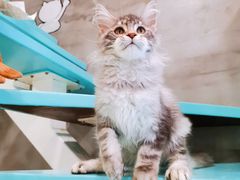 -十年猫舍·猫咪专门店(普陀店)