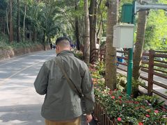 -西双版纳原始森林公园