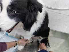 -天津前进宠物医院(前进道店)