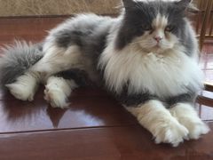 -Catmate·猫肥家润(金润铂宫店)