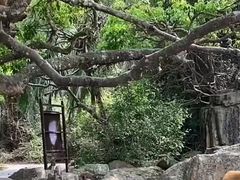 -南湾猴岛+椰田古寨一日游