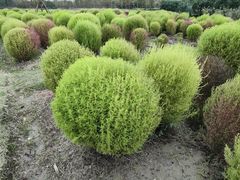 -春花秋色城市公园