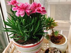 -龙大花卉苗木市场