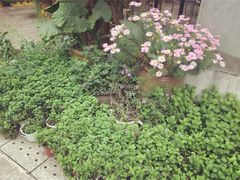 -听香·678茶铺(猛追湾店)