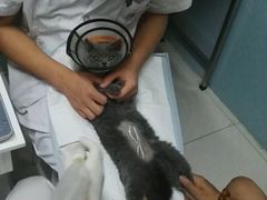 -中农大我爱我爱24h动物医院·中医针灸·猫专科·骨科医疗中心(双井店)