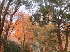-东湖磨山景区