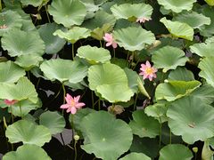 -长春市南湖公园