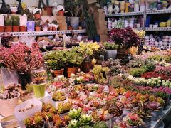 -花鸟鱼虫鲜花绿植市场(玉泉路店)