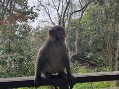 -千岛湖东南湖区