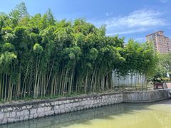 -陈家山荷花公园