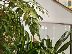 -白天鹅宾馆·月兔吧