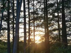 -昆山城市生态森林公园