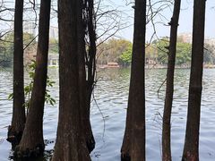 -荔湾湖公园