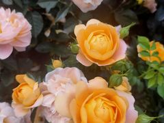 -人民公园(罗湖区)