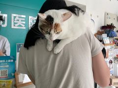 -乐琪宠物医院·犬猫专科·骨外科·急重症