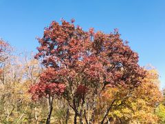 -北京西山国家森林公园