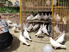 -洛阳郁金香牡丹园