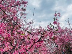 -天适樱花悠乐园