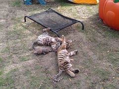 -西霞口神雕山野生动物世界