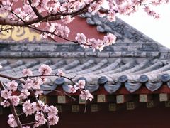 -桃花堤公园