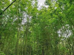 -深圳仙湖植物园