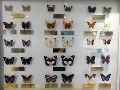 -上海昆虫博物馆