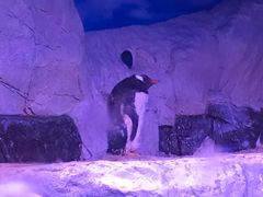 -暹罗海洋世界