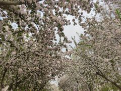 -海棠花溪(元大都城垣遗址公园)
