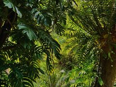-深圳仙湖植物园