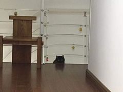 -团子家猫咪猫咖馆·柯基·柯尔鸭