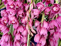 -桂林市花鸟市场