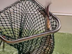 -鱼醉无骨鱼·中山脆肉鲩(南浦店)