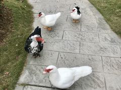 -木兰水镇旅游景区