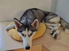 -Husky Go! 哈士奇体验馆·宠物咖啡厅狗咖