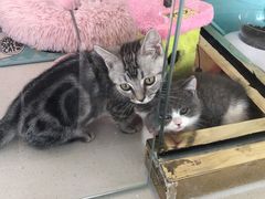 -糯米喵星人总部直营旗舰店·猫舍·幼猫出售