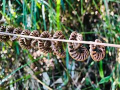 -海南热带雨林国家公园吊罗山景区