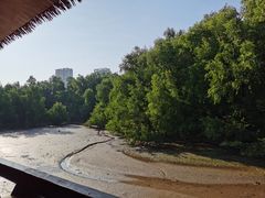 -大亚湾红树林城市湿地公园