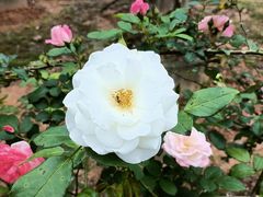 -福建鲤鱼洲酒店