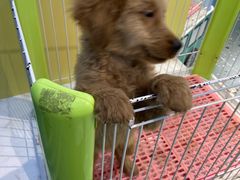 -龟与熊猫宠物公园(南坪店)