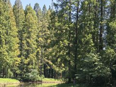 -黄海国家森林公园