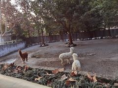 -成都动物园