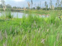 -白鹭湾湿地公园