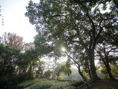 -西湖风景区十里琅珰-五云山