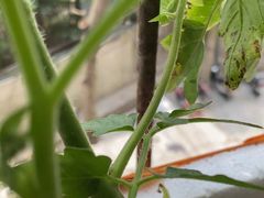 -宜昌富力皇冠假日酒店·咖啡1号西餐厅