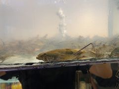 -小乡小镇·传承桐庐土菜·老板亲自烧的菜