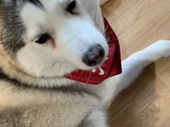 -Husky Go! 哈士奇体验馆·宠物咖啡厅狗咖