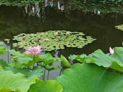 -陈家山荷花公园
