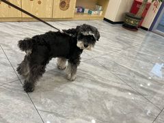 -芭比堂动物医院·24小时·眼科中心(深圳中心)